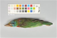 藏品(五色鳥)的圖片